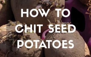 How to chit seed potatoes feature