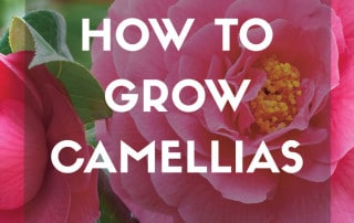How to grow Camellias