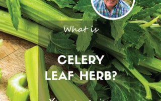 Celery leaf herb feature