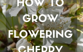 flowering cherry feature