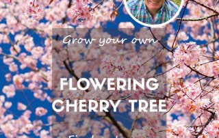 Flowering cherry tree feature