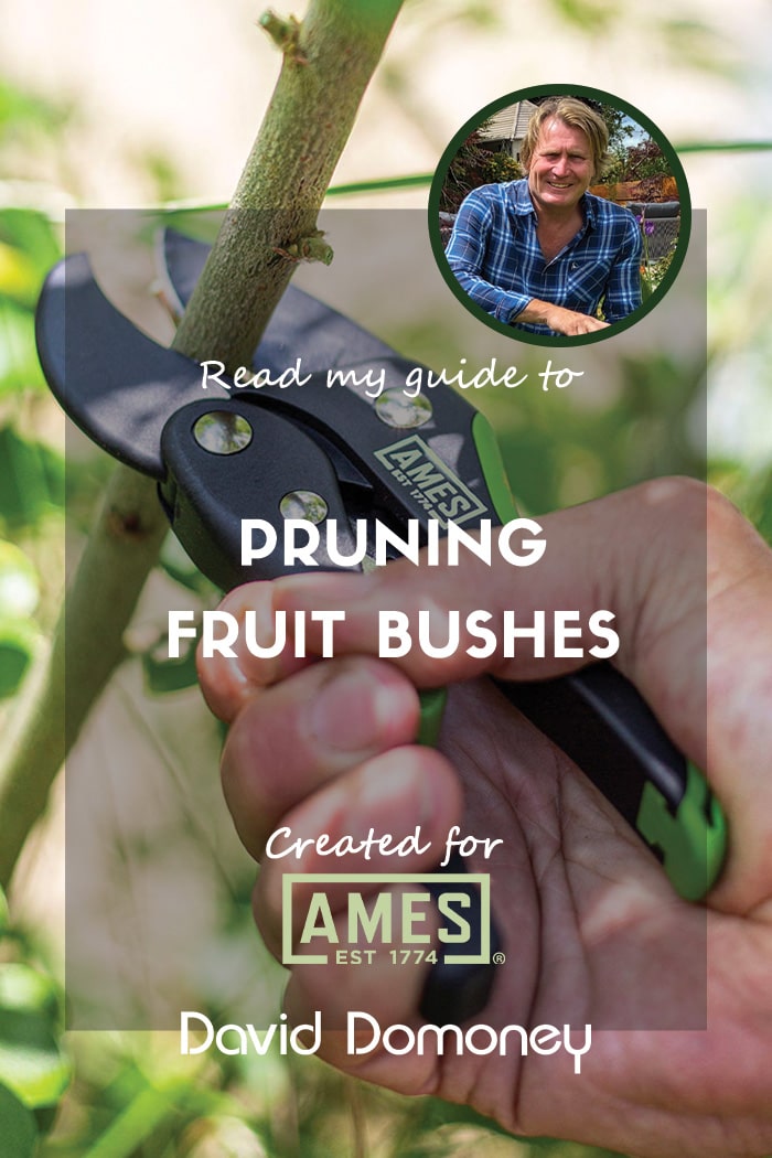 Pruning fruit bushes ames blog march 2025