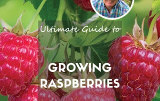 Raspberry growing guide feature