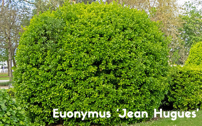 Euonymus jean hugues