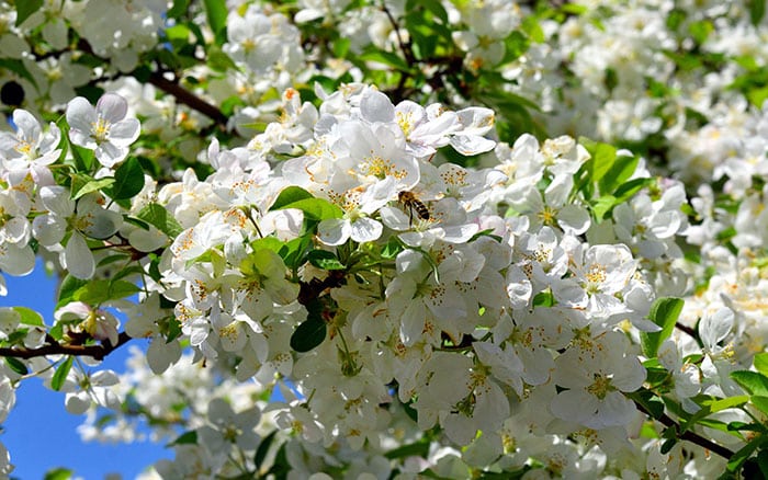 Malus 'evereste' crab apple