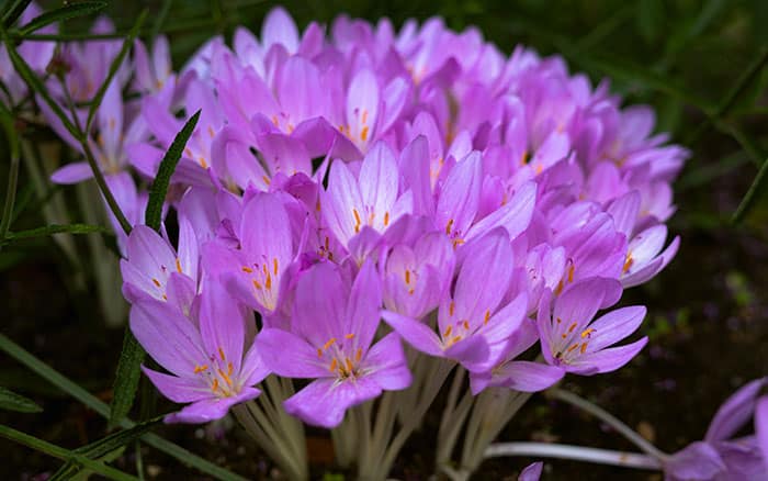 autumn crocus