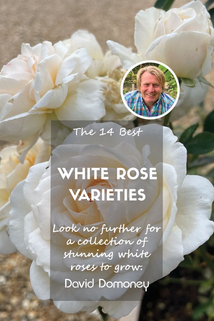 white rose varieties