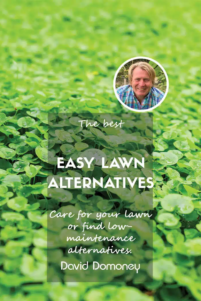 easy lawn alternatives feature