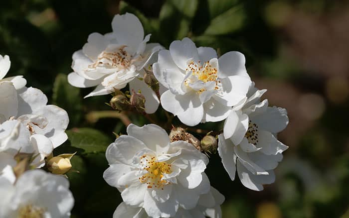 Rosa 'Rambling Rector' (Rose)