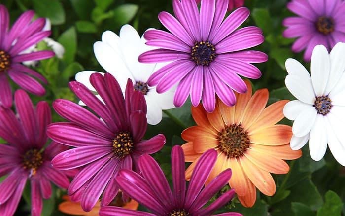 Osteospermum