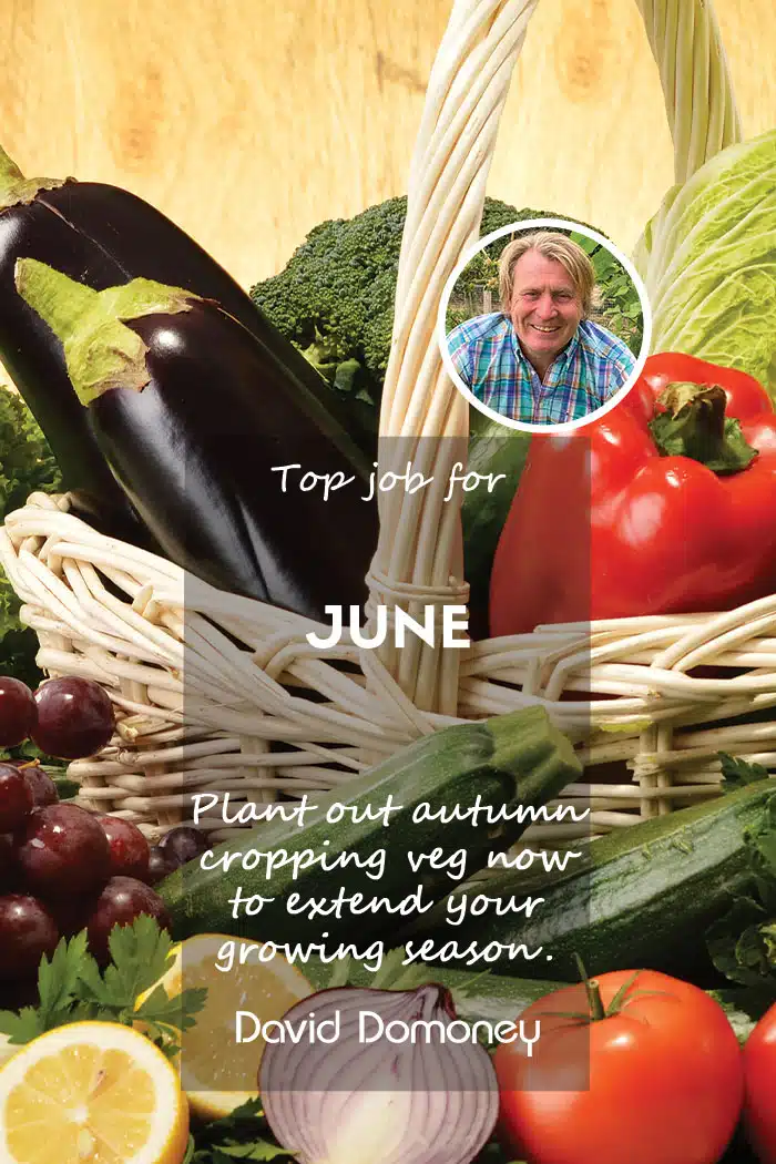 Top Job for June Feature Autumn Cropping Veg 2025
