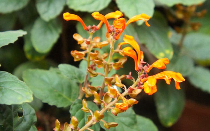 Agastache 'Sandstone' (Arizona Series) (Anise Hyssop)