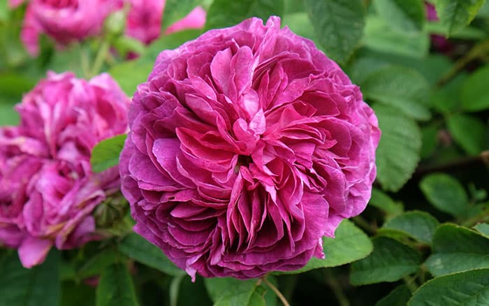 Rosa 'Charles de mills'