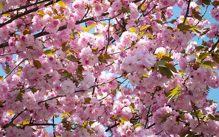Flowering cherry tree