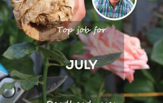 Top Job for july deadhead roses feature