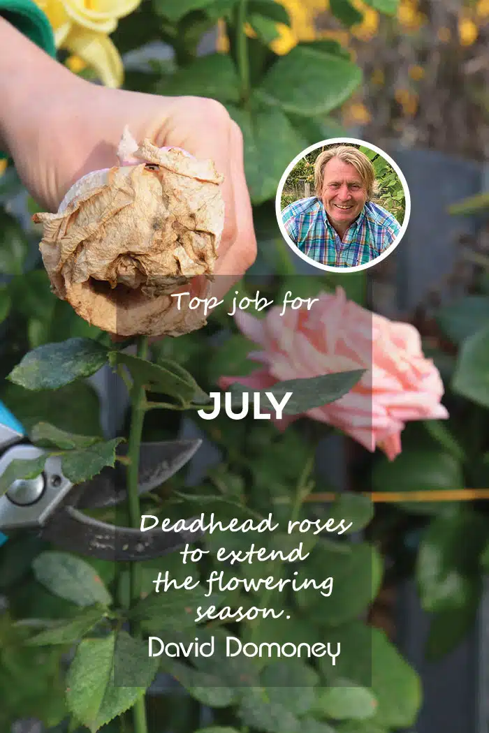Top Job for july deadhead roses feature