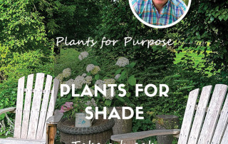 plants for shade feature