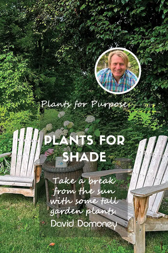 plants for shade feature