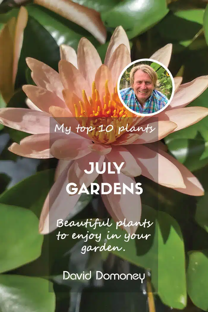 Top 10 July Feature 2025