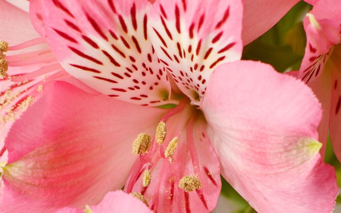 Alstroemeria 'Marce' (Peruvian lily)