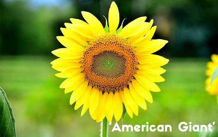Helianthus 'American Giant' (sunflower)