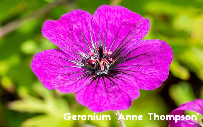 Geranium 'Anne Thompson'