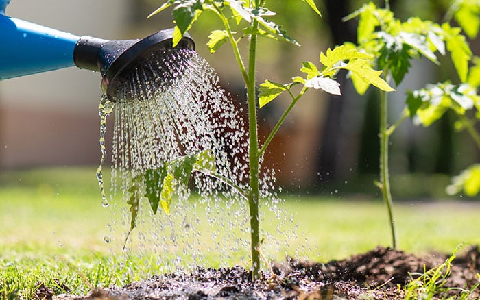 Watering tomatoes