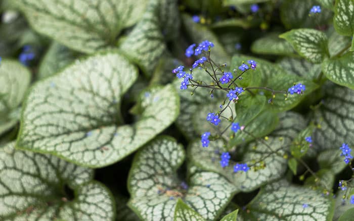 Brunnera macrophylla 'Jack Frost'