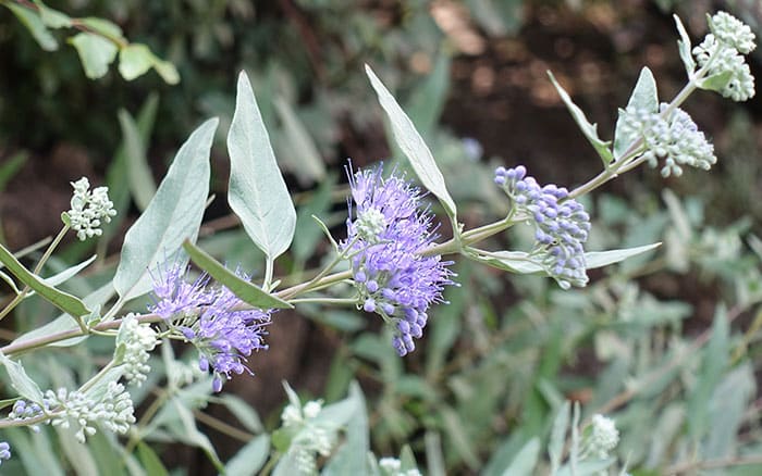 Caryopteris clandonensis