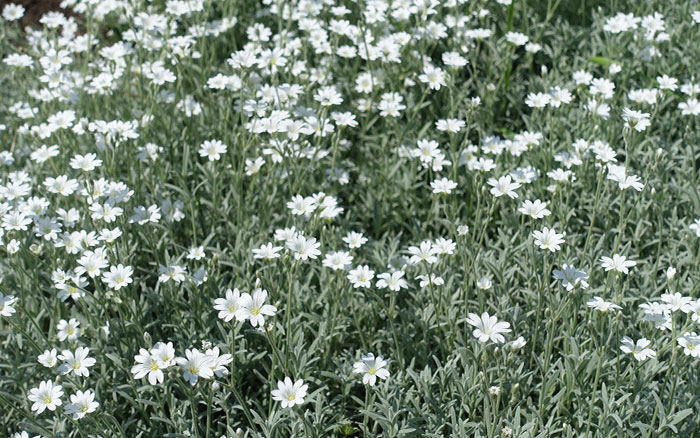 Cerastium tomentosum