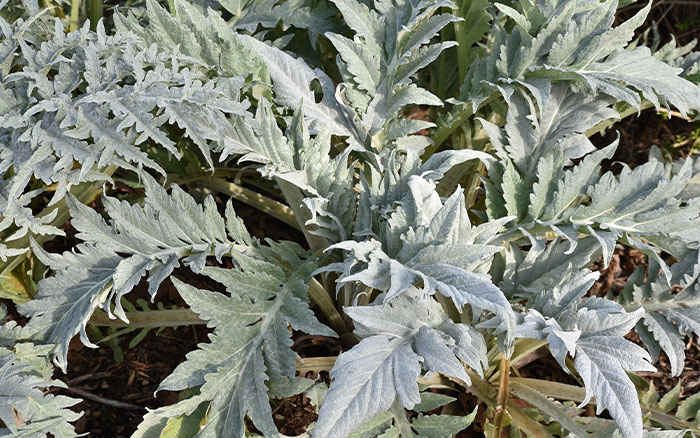 Cynara cardunculus