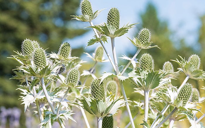 Eryngium giganteum (Sea holly)
