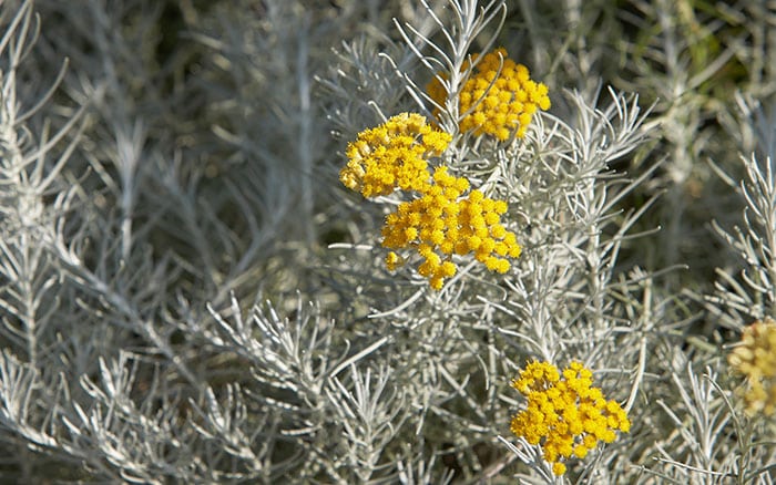 Helichrysum italicum
