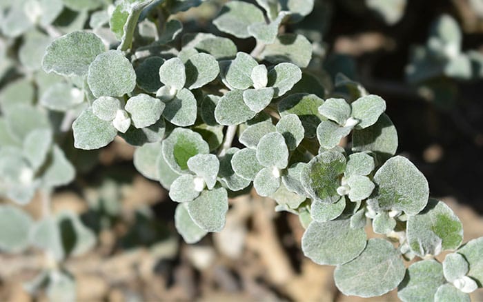 Helichrysum petiolare 'Goring Silver'