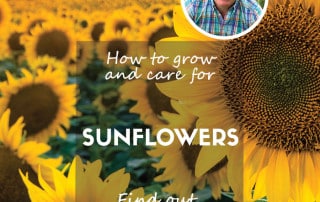 How to grow and care for sunflowers feature