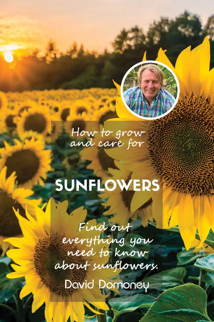 How to grow and care for sunflowers feature