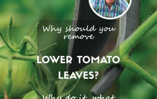 Lower tomato leaves