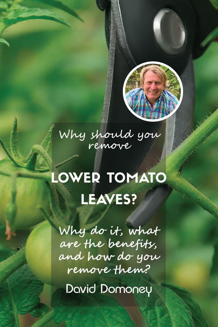 Lower tomato leaves