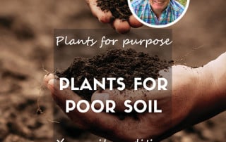 Plants for poor soil feature