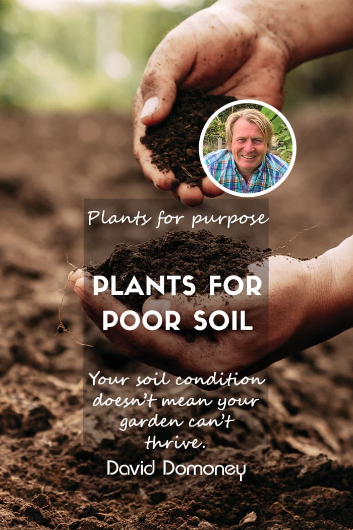 Plants for poor soil feature