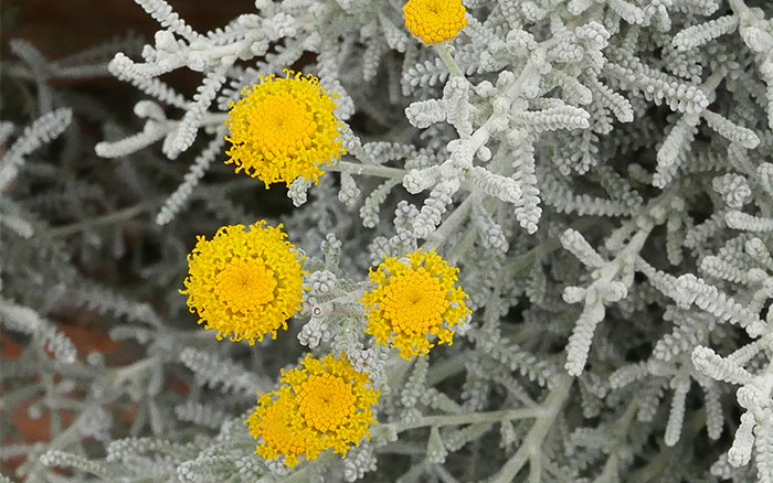 Santolina chamaecyparissus
