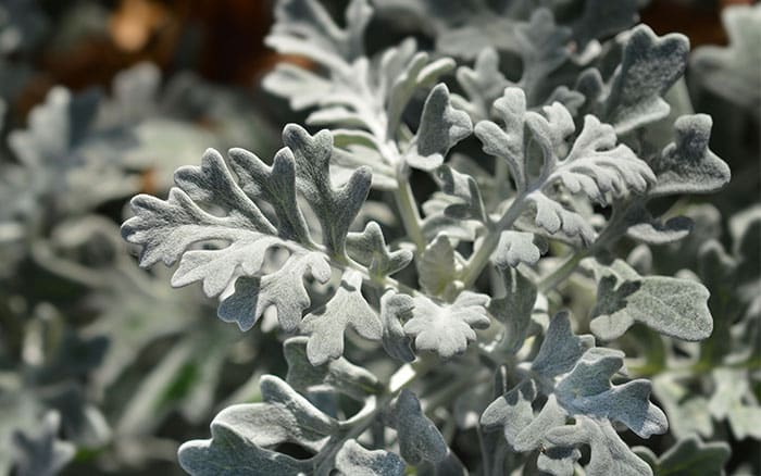Senecio cineraria 'Cirrus'