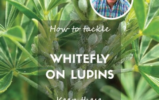 Whitefly on lupins feature