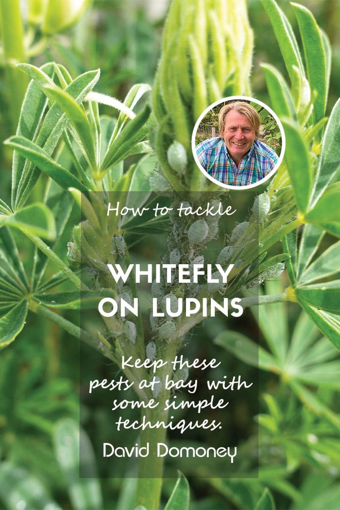 Whitefly on lupins feature
