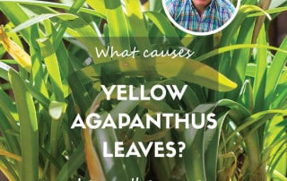 Yellow agapanthus leaves feature