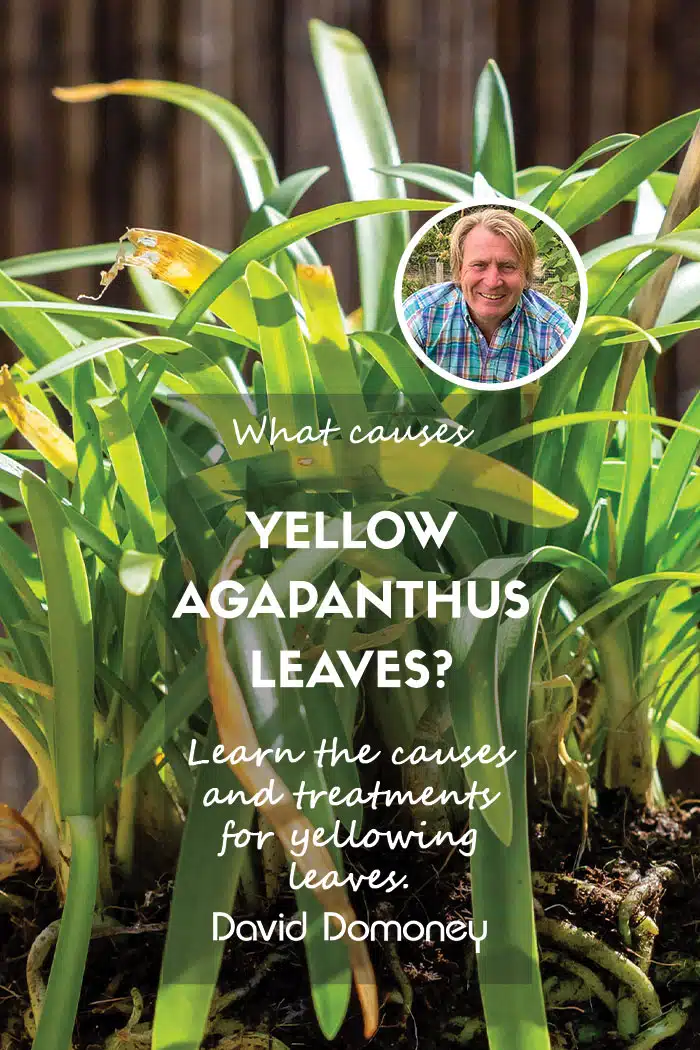 Yellow agapanthus leaves feature