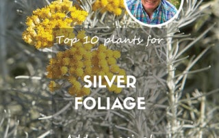 Top 10 plants with silver foliage