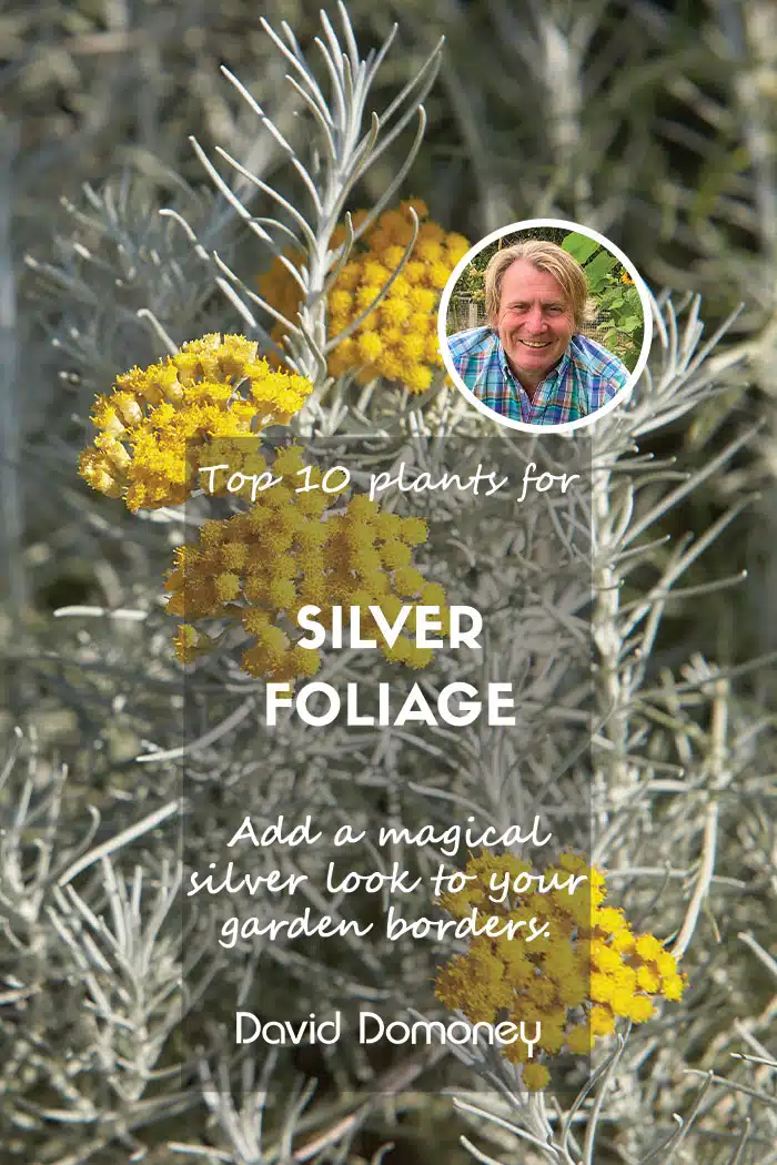 Top 10 plants with silver foliage