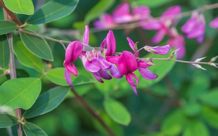 Lespedeza thunbergii