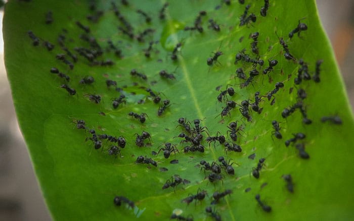 Ants on a leaf